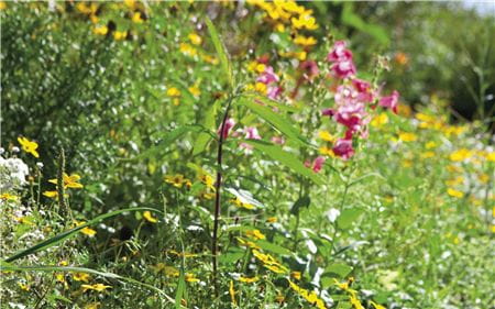 Предотвращает чрезмерный рост растительности и распространение корней